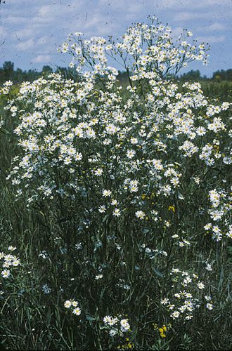 Boltonia asteroides